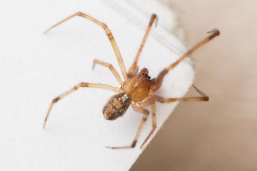 Réf. 307 631 : Theridion sp.